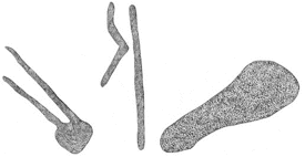 Drawing by Thomas Doty. Image.