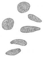 Drawing by Thomas Doty. Image.