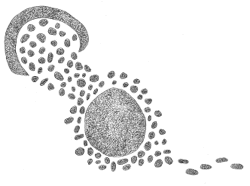 Drawing by Thomas Doty. Image.