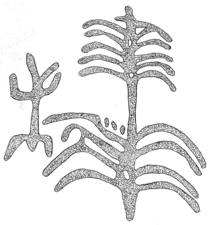 Drawing by Thomas Doty. Image.