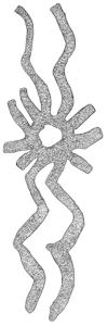 Drawing by Thomas Doty. Image.