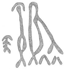 Drawing by Thomas Doty. Image.